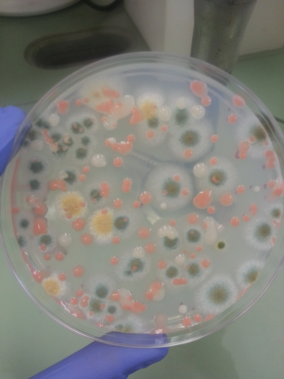 來自國際太空站的微生物樣品